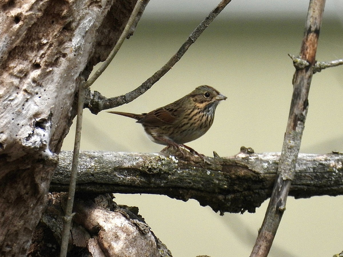 Lincoln's Sparrow - ML643364461