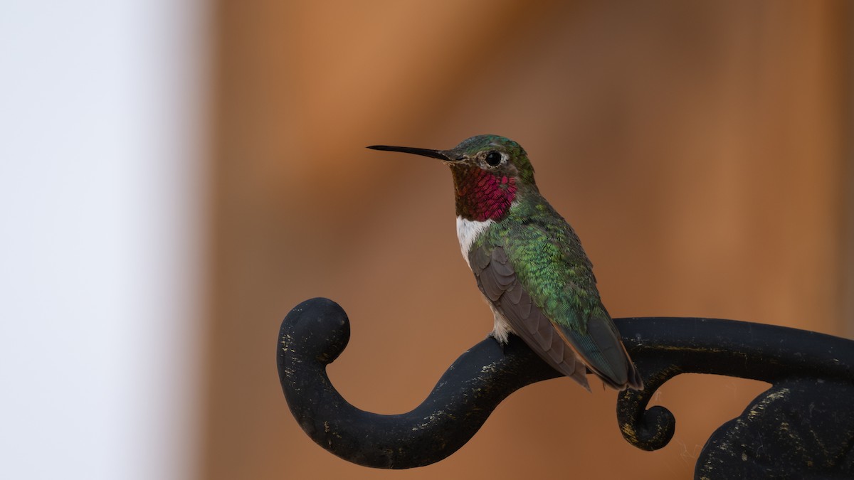 Colibrí Coliancho - ML643364478