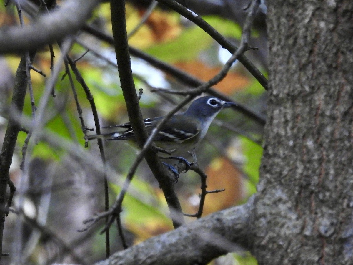 Blue-headed Vireo - ML643364479