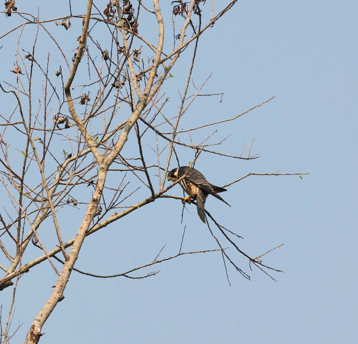 Eurasian Hobby - ML643364482