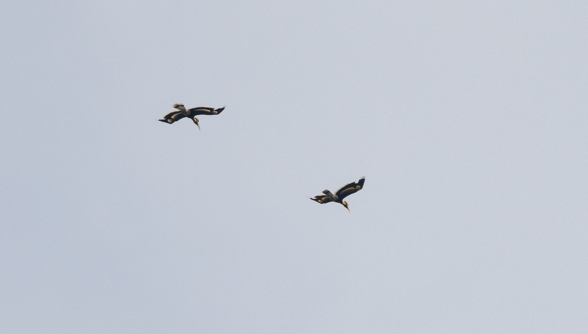 Great Hornbill - ML643364487