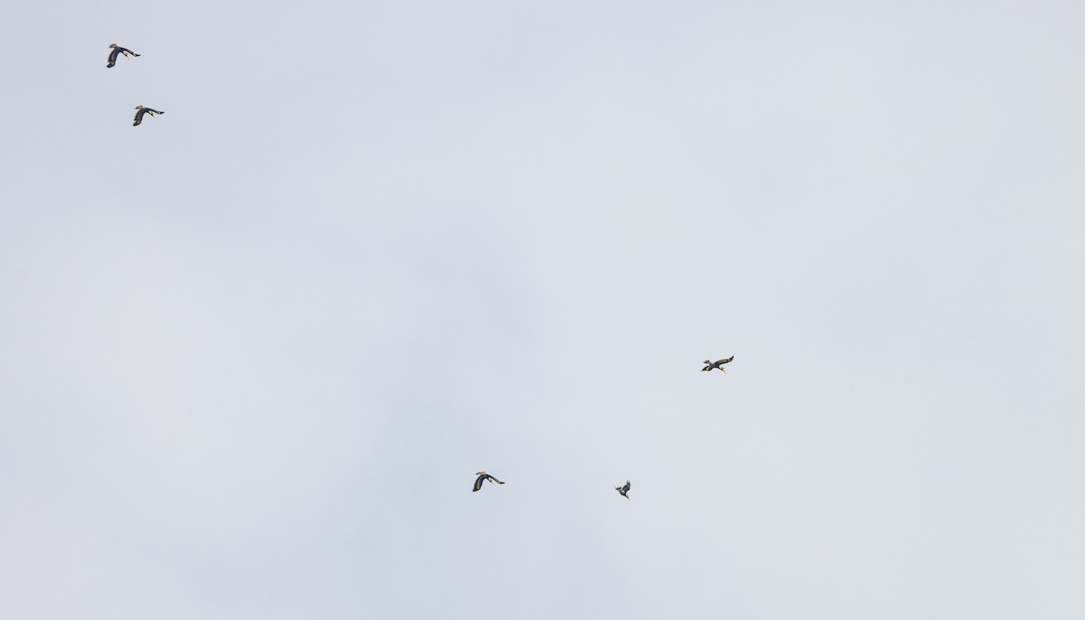 Great Hornbill - ML643364488