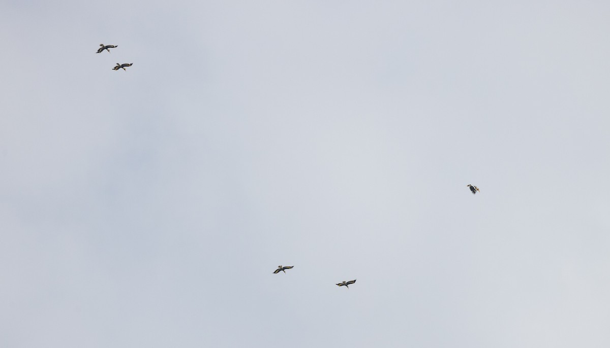 Great Hornbill - ML643364489