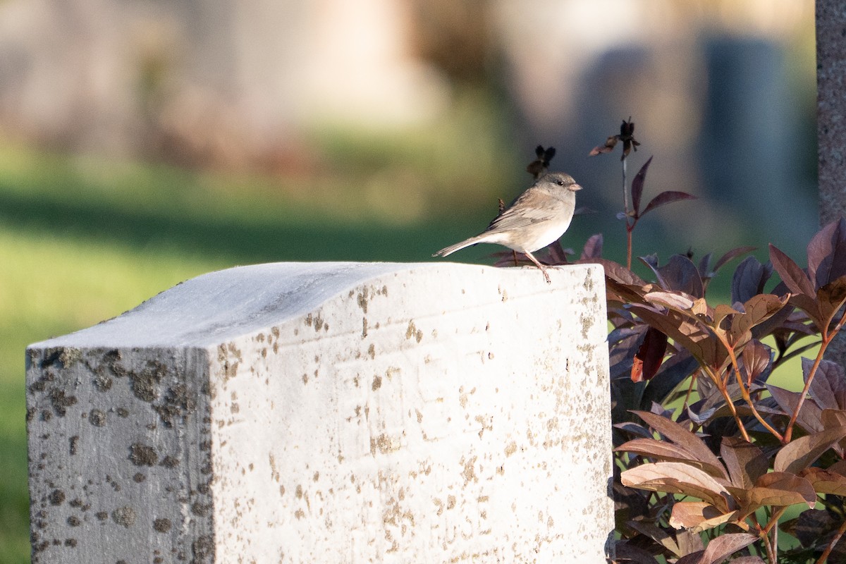 Dark-eyed Junco - ML643364491