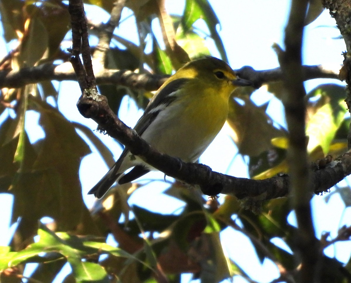 Sarı Gerdanlı Vireo - ML643364494