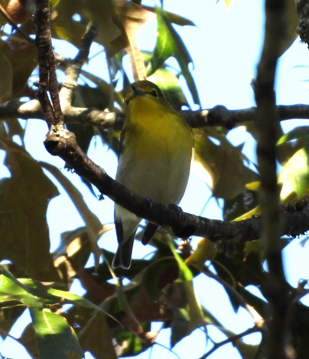 Sarı Gerdanlı Vireo - ML643364495