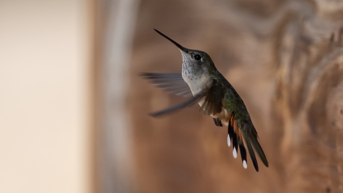 Colibrí Coliancho - ML643364498