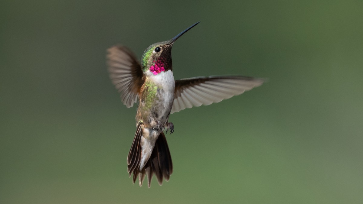 Colibrí Coliancho - ML643364499