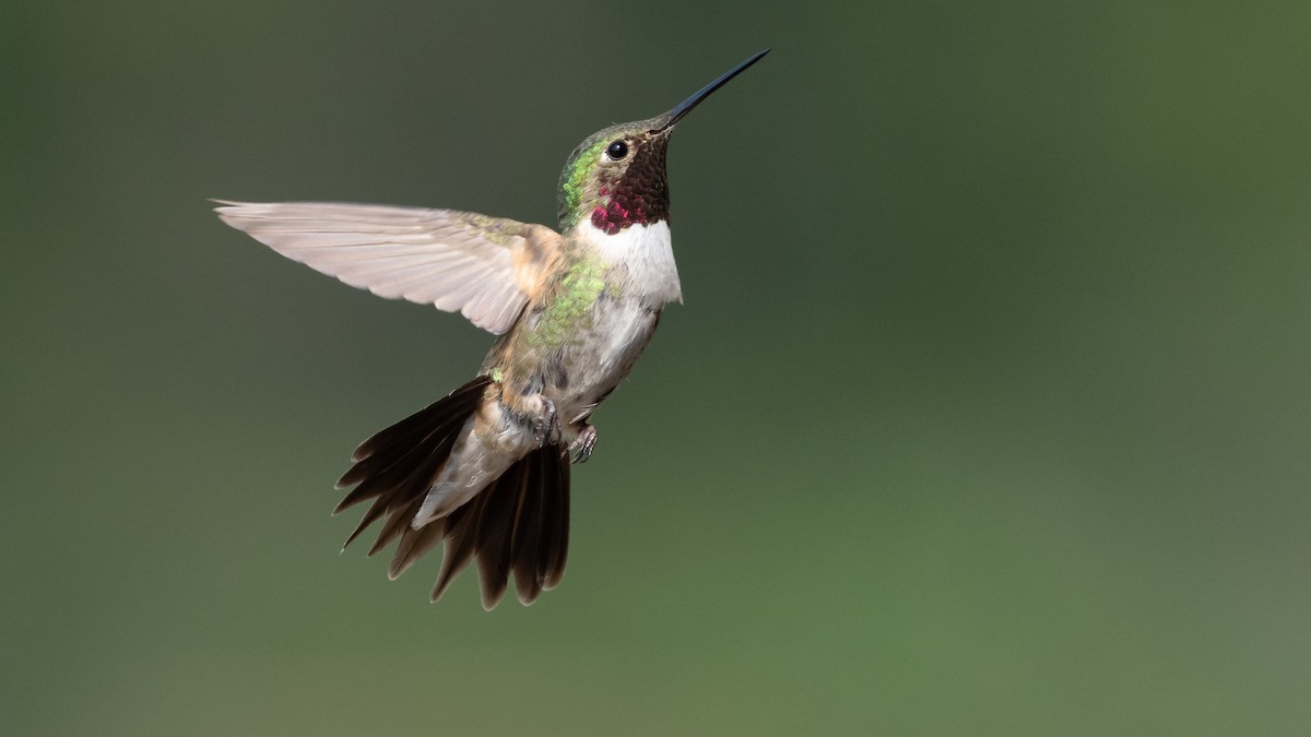 Colibrí Coliancho - ML643364500