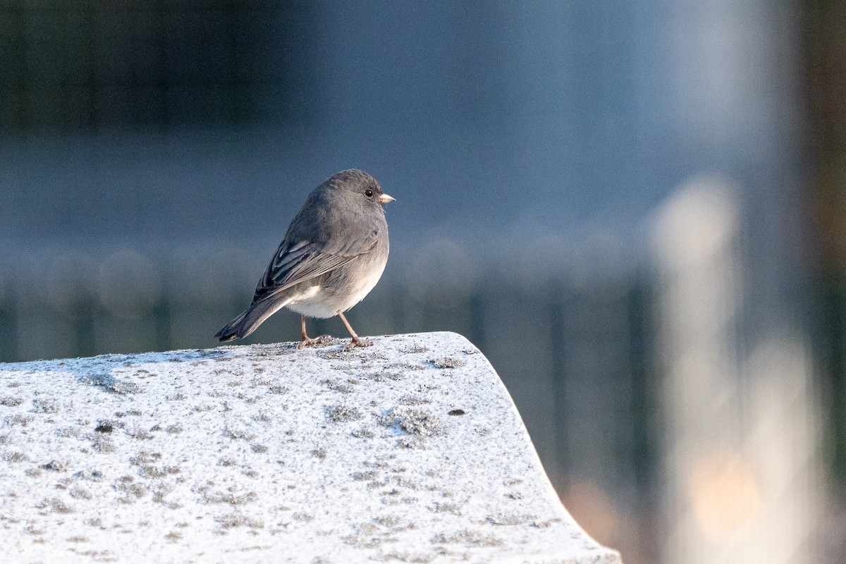Dark-eyed Junco - ML643364505