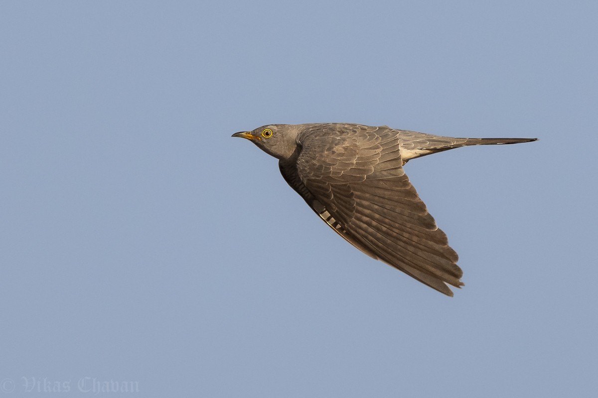 Common Cuckoo - ML643364520
