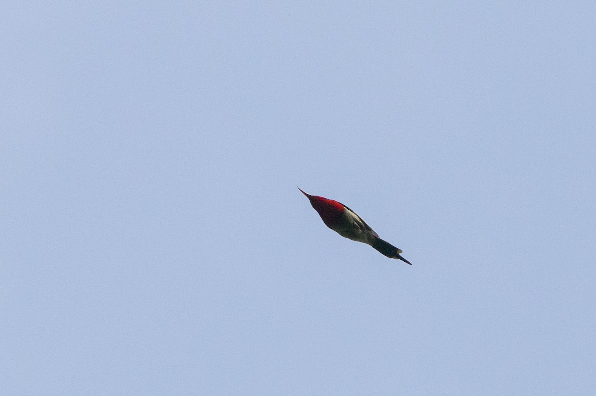 Karmesinnektarvogel [seheriae-Gruppe] - ML643364541
