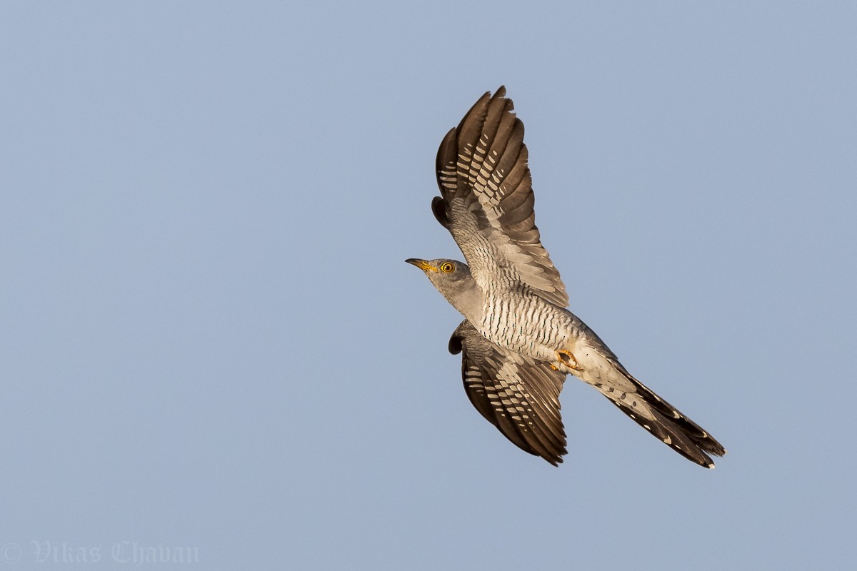 Common Cuckoo - ML643364542