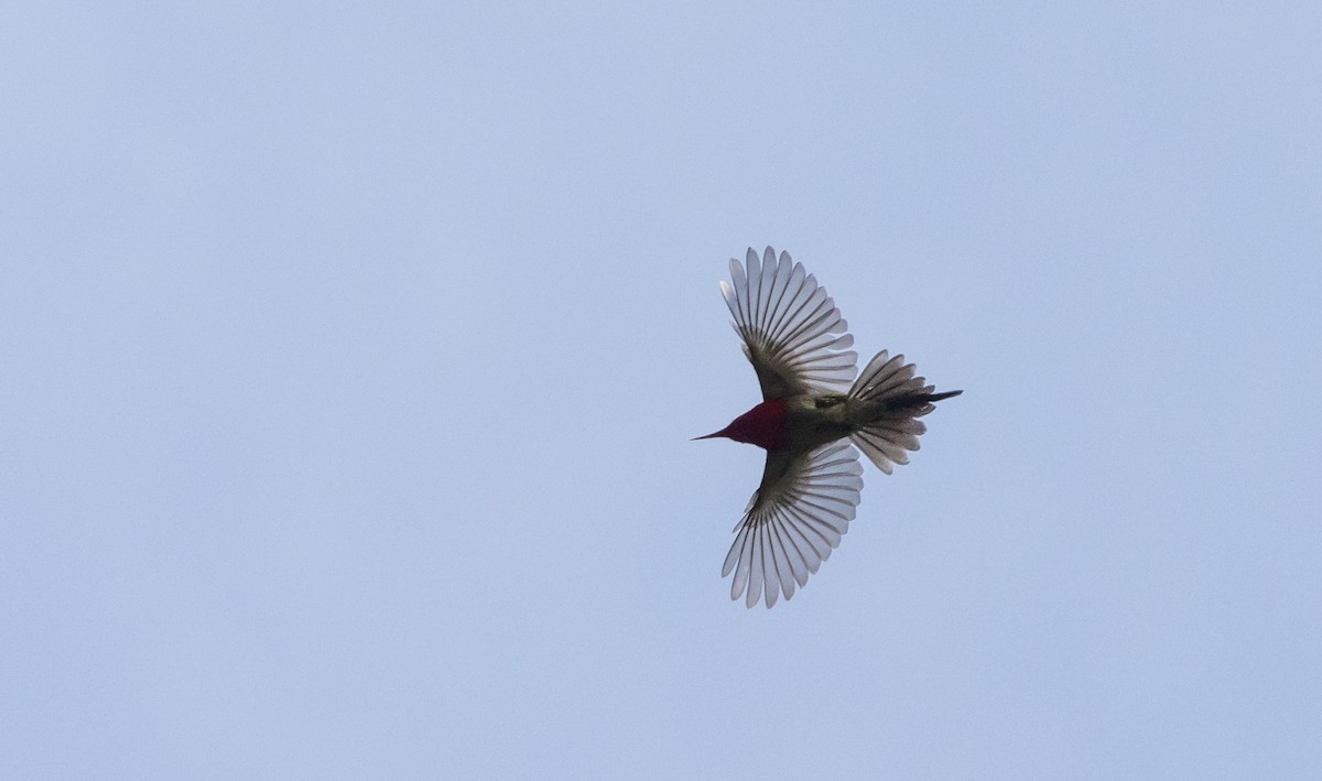 Karmesinnektarvogel [seheriae-Gruppe] - ML643364549