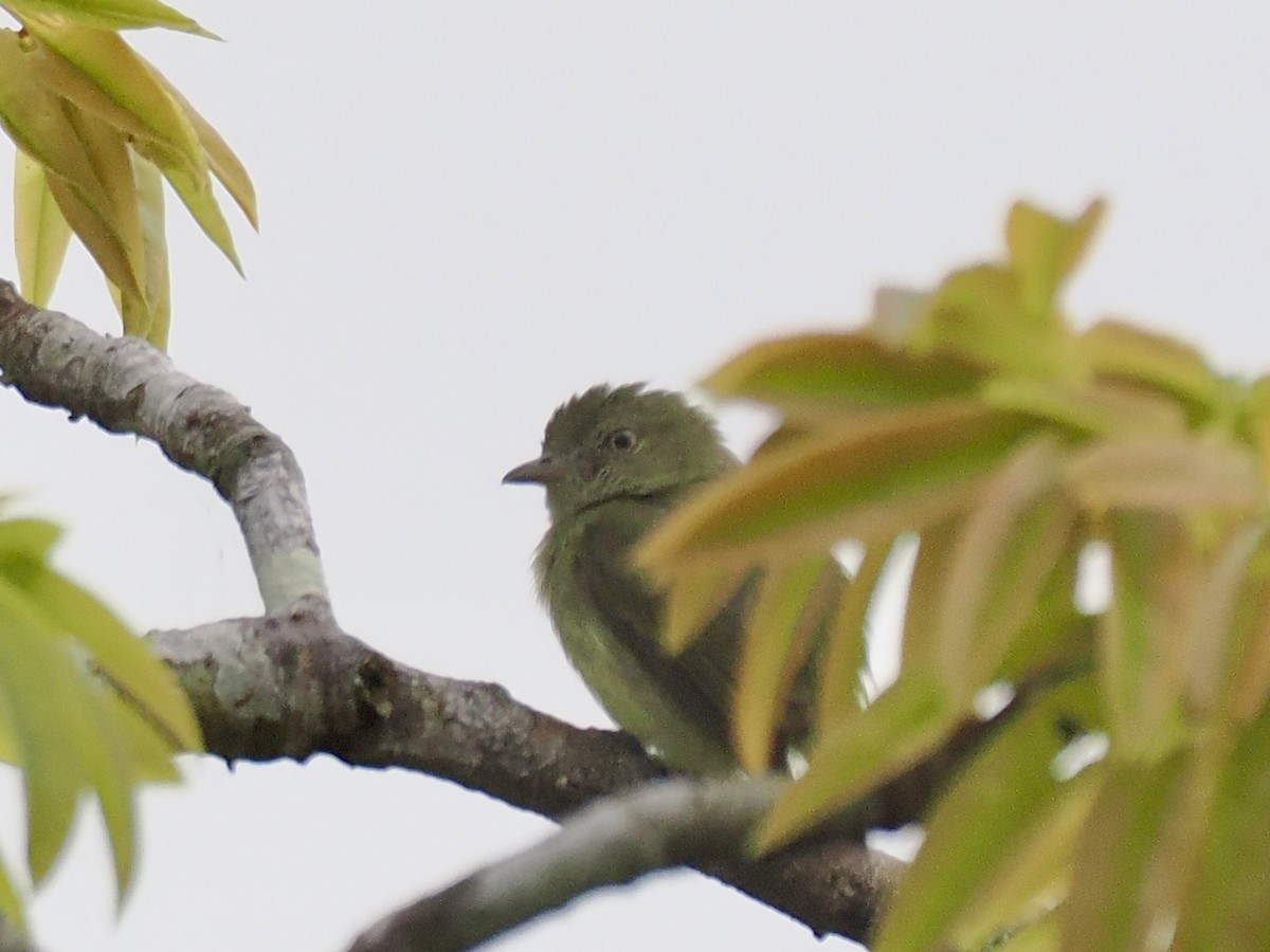 Dwarf Tyrant-Manakin - ML643364550