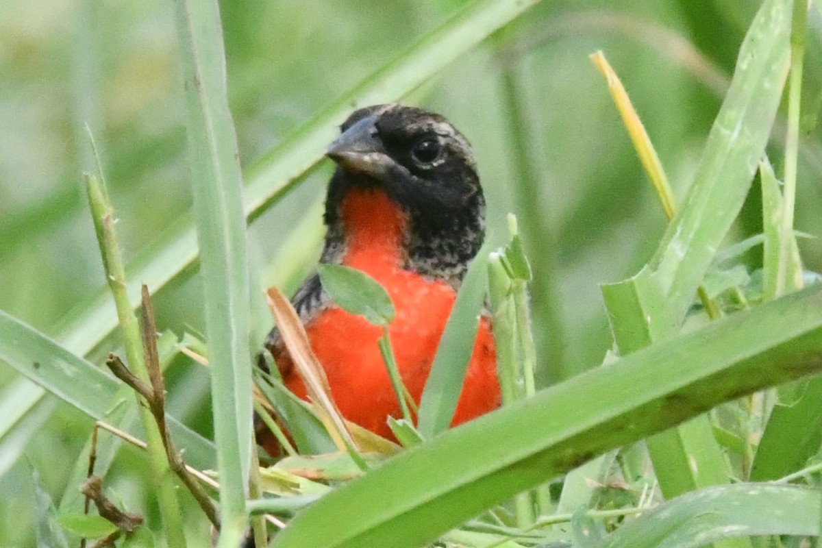 Red-breasted Meadowlark - ML643364554