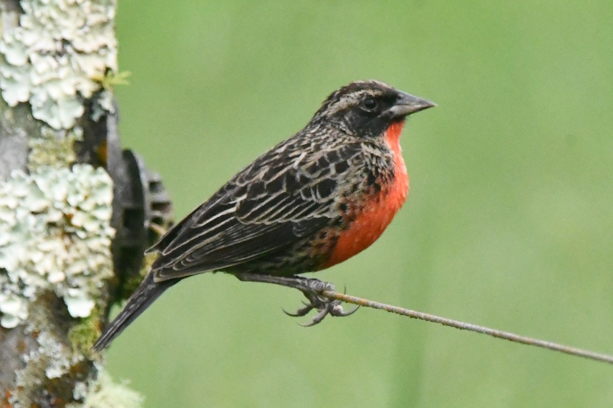 Red-breasted Meadowlark - ML643364555