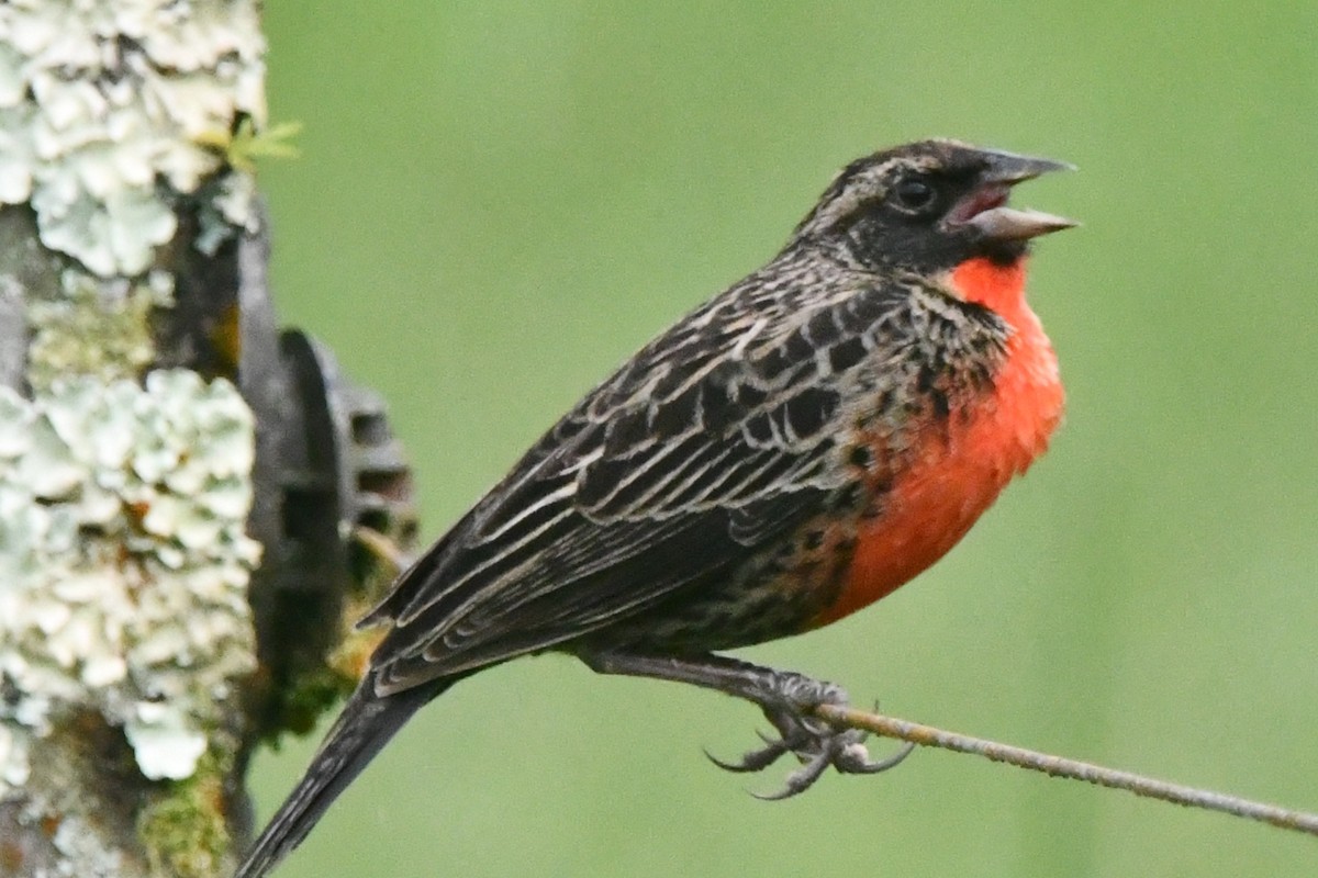 Red-breasted Meadowlark - ML643364556