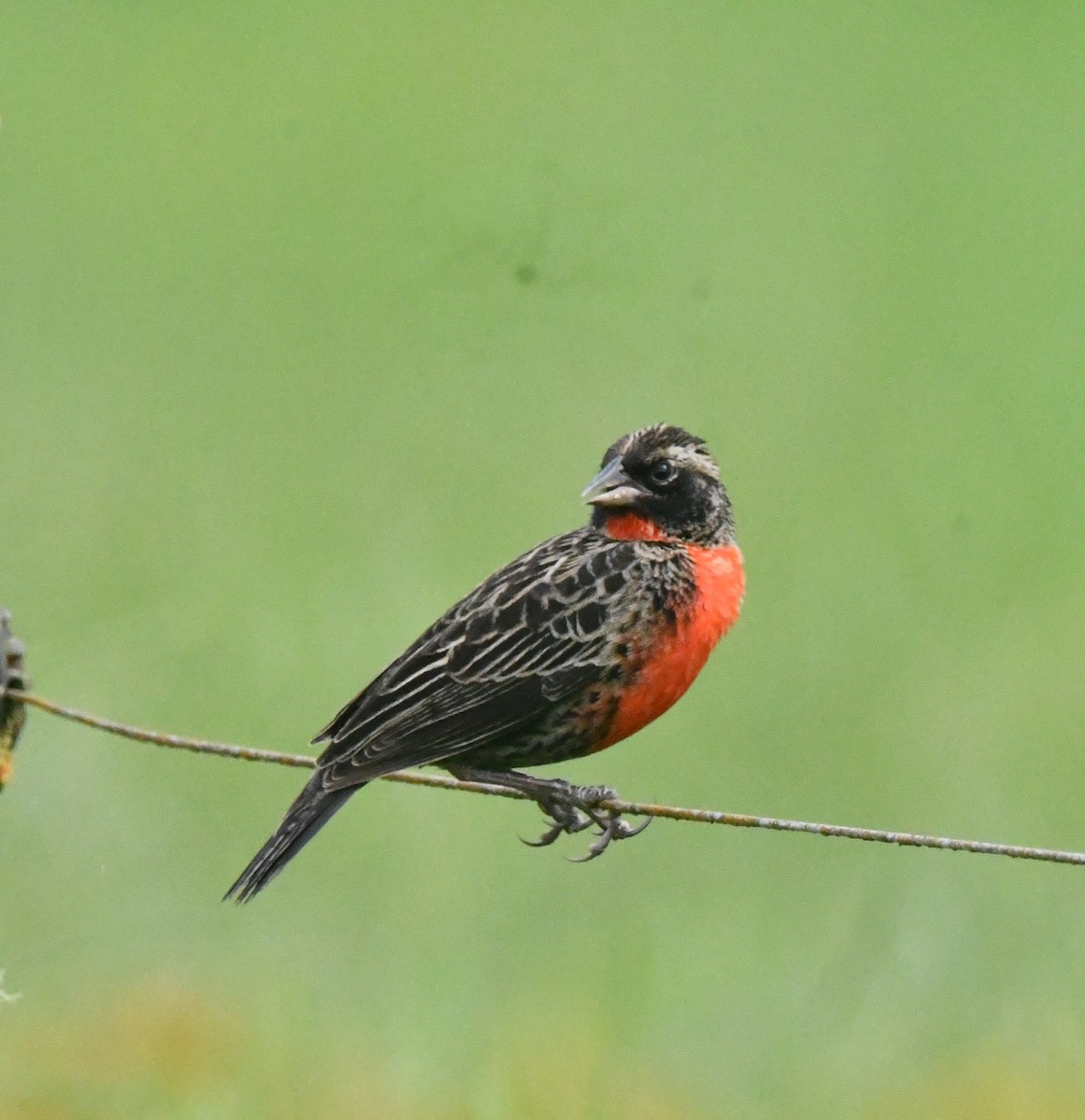 Red-breasted Meadowlark - ML643364557