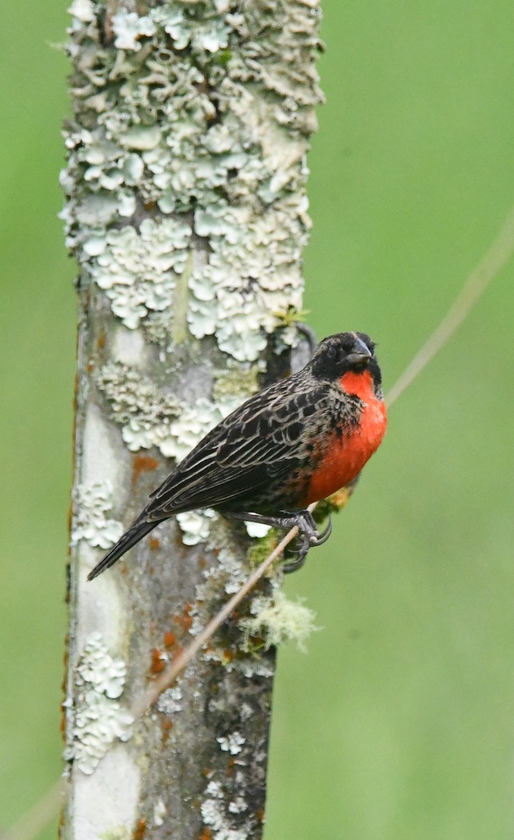 Red-breasted Meadowlark - ML643364558