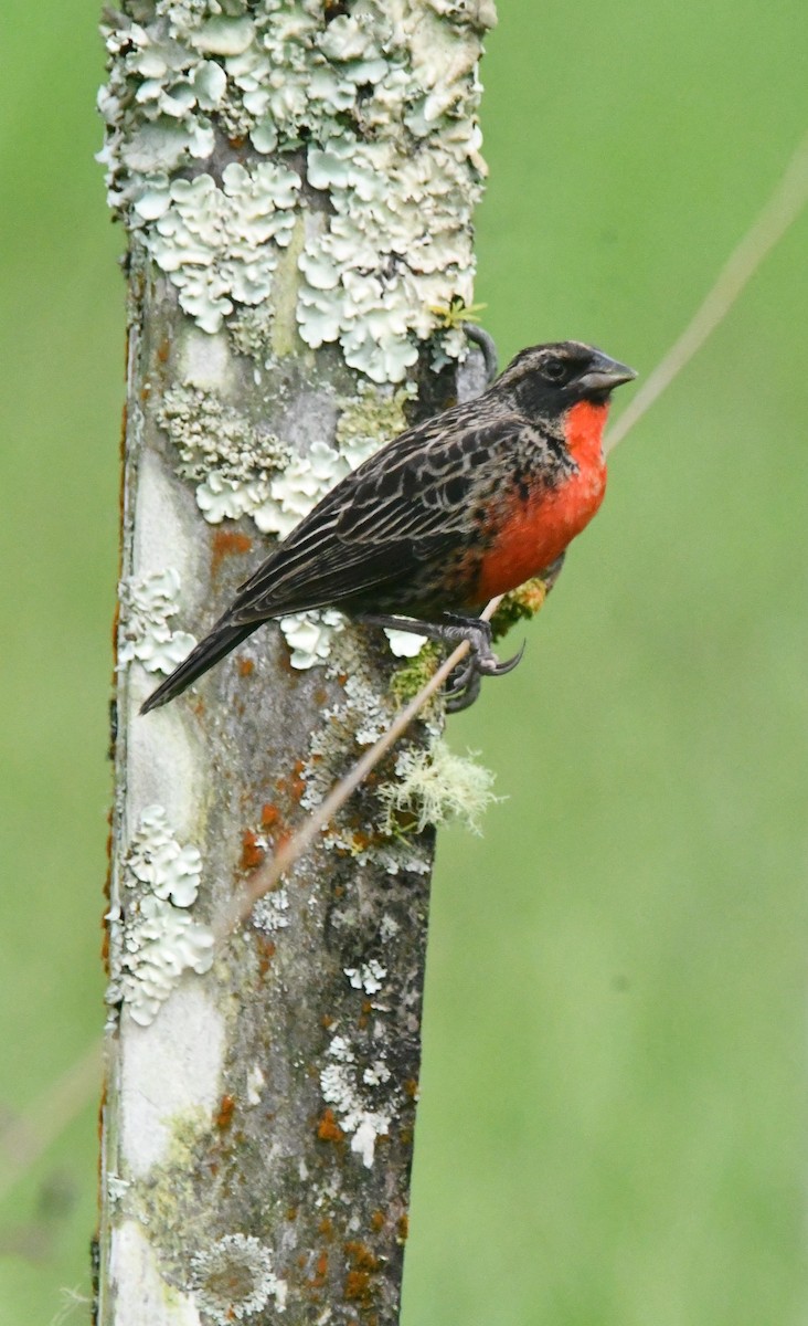 Red-breasted Meadowlark - ML643364559