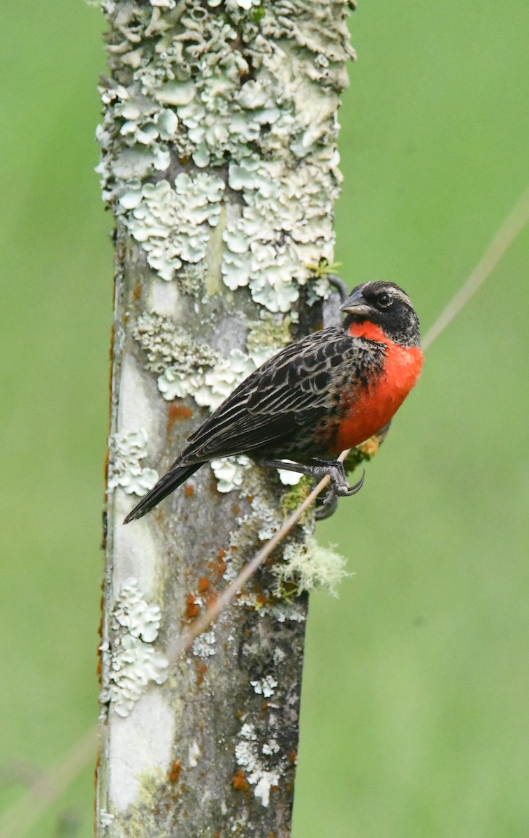 Red-breasted Meadowlark - ML643364560