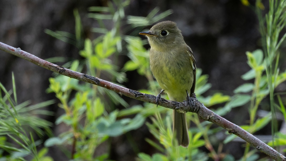Western Flycatcher (Cordilleran) - ML643364561