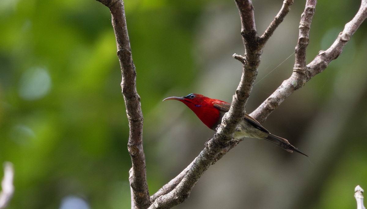 Karmesinnektarvogel [seheriae-Gruppe] - ML643364562
