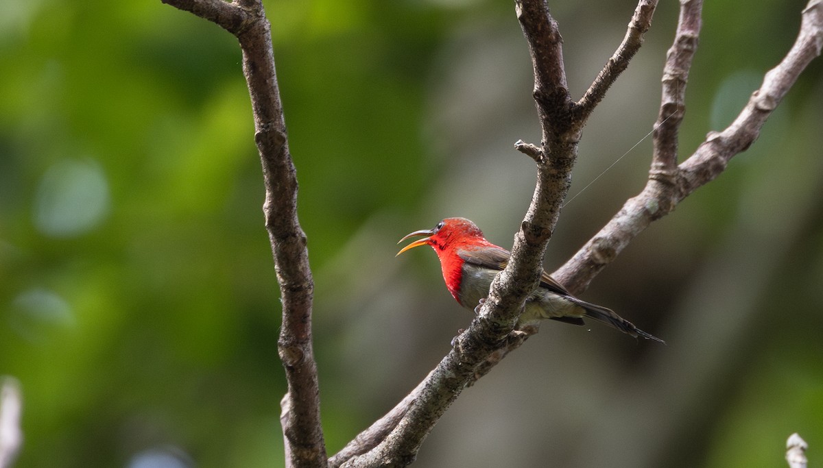 Karmesinnektarvogel [seheriae-Gruppe] - ML643364563