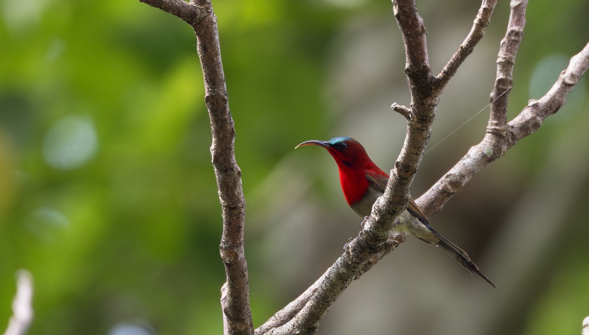 Karmesinnektarvogel [seheriae-Gruppe] - ML643364564