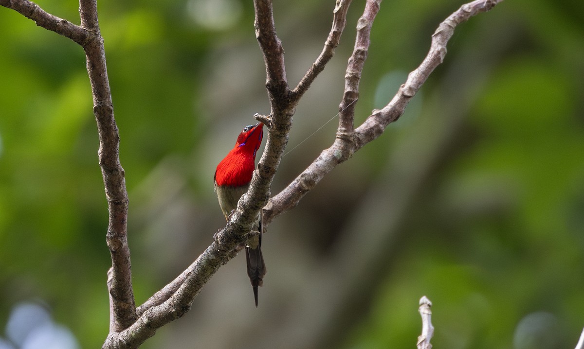 Karmesinnektarvogel [seheriae-Gruppe] - ML643364568