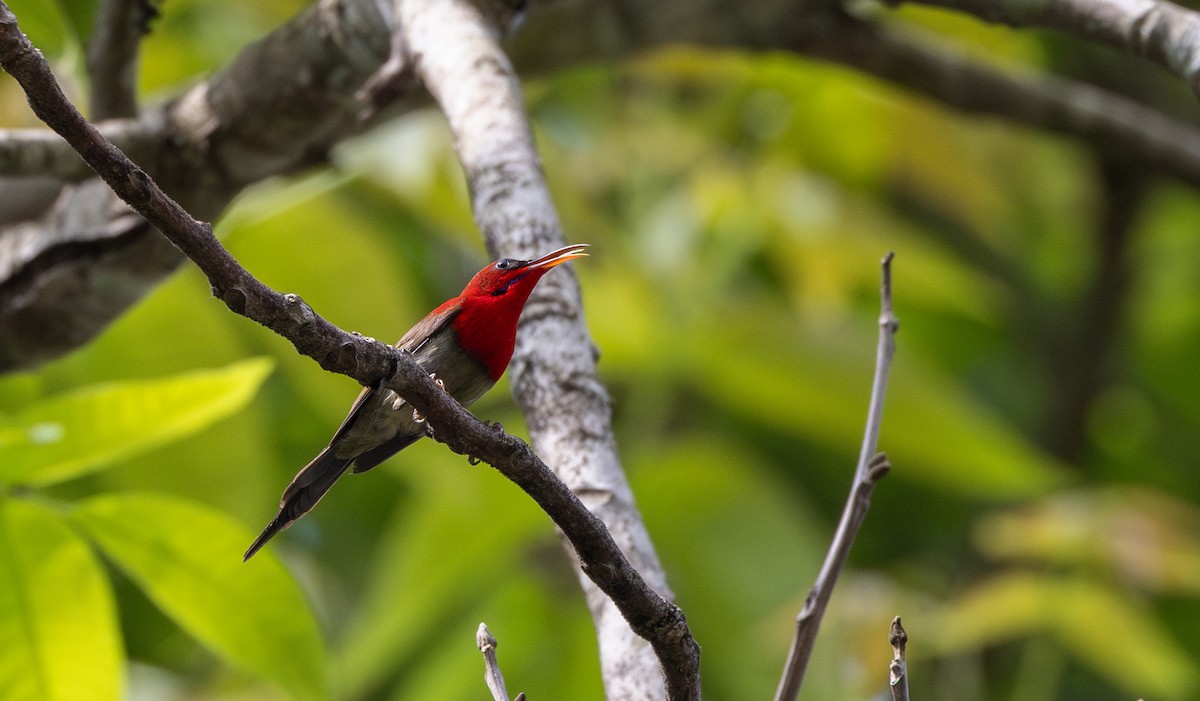 Karmesinnektarvogel [seheriae-Gruppe] - ML643364571