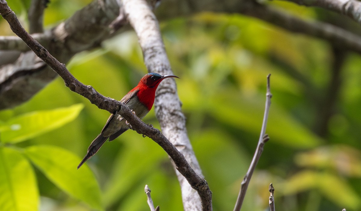 Karmesinnektarvogel [seheriae-Gruppe] - ML643364572