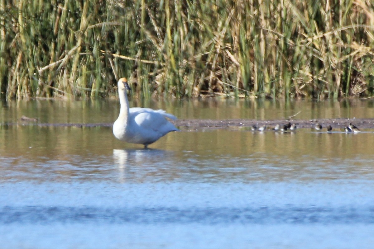 Trumpeter Swan - ML643364574