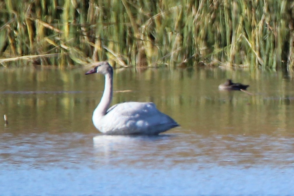 Tundra Swan - ML643364578