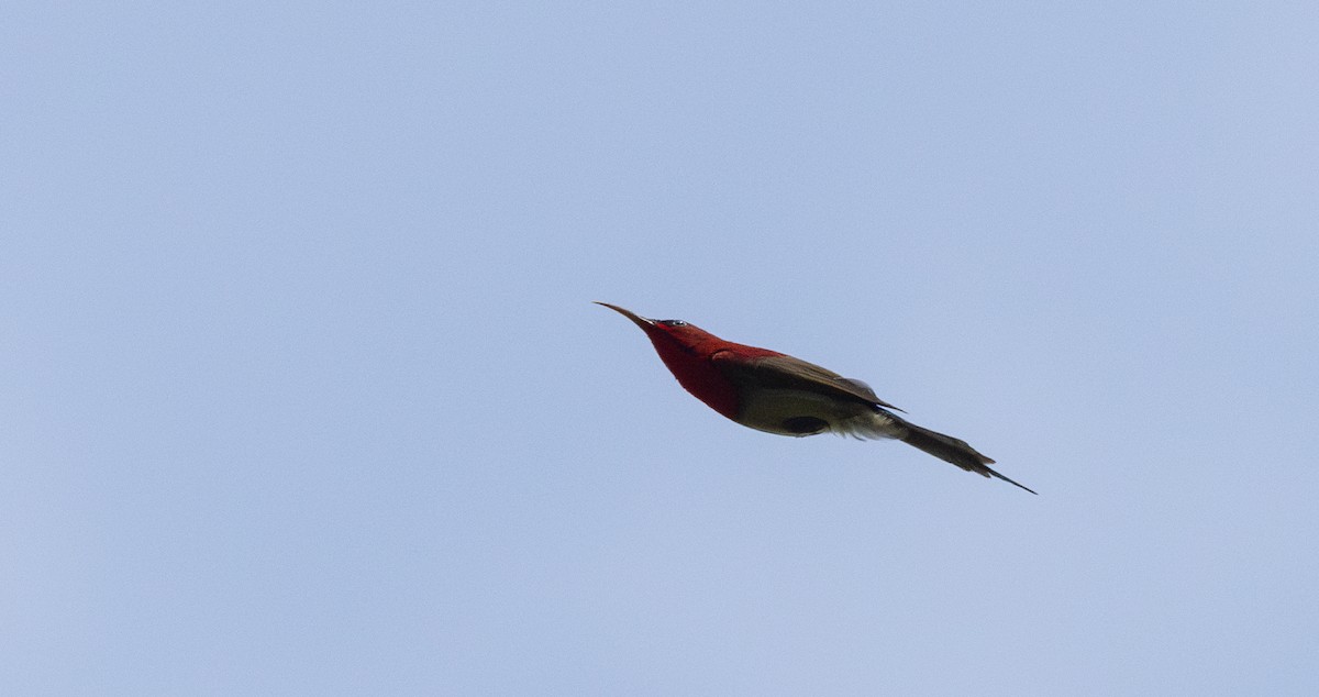 Karmesinnektarvogel [seheriae-Gruppe] - ML643364579