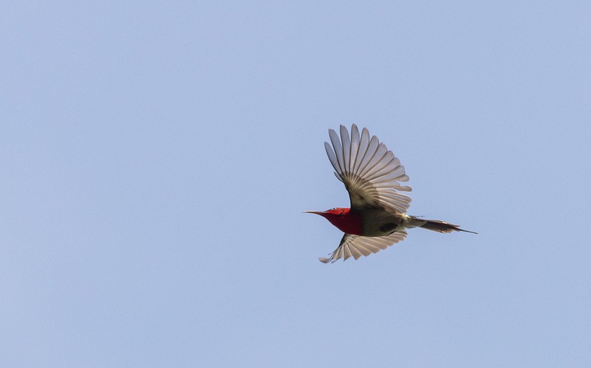 Karmesinnektarvogel [seheriae-Gruppe] - ML643364580