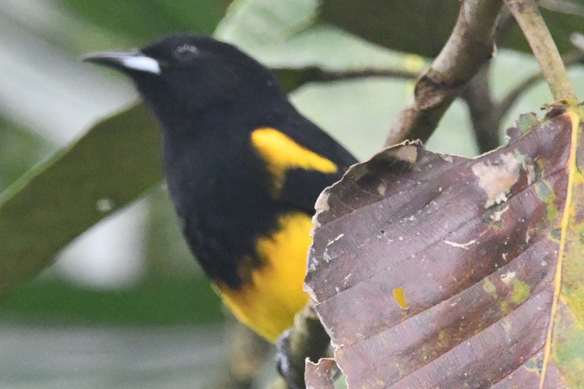 Black-cowled Oriole - ML643364585