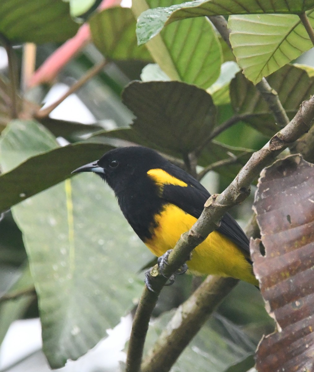 Black-cowled Oriole - ML643364586