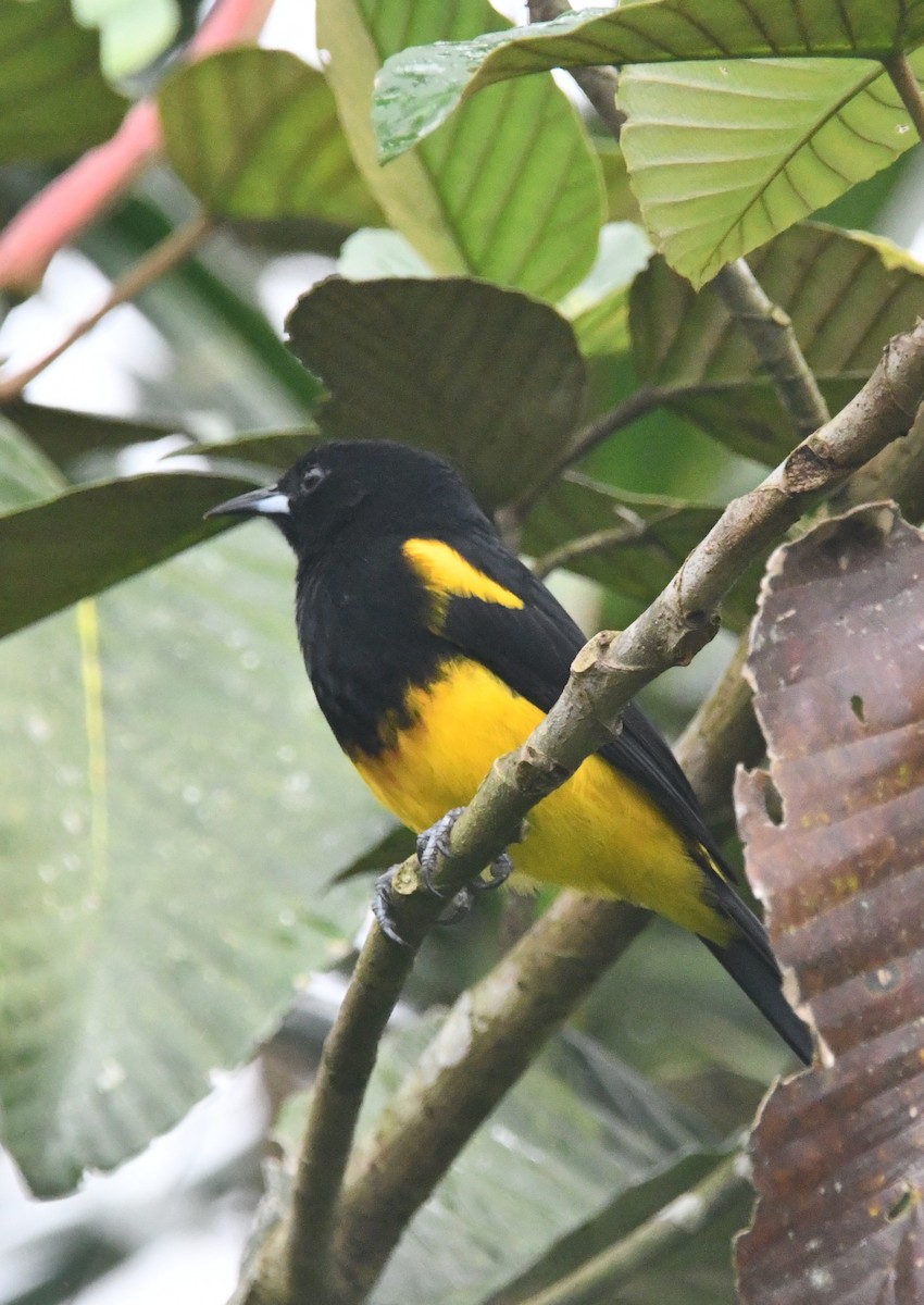 Black-cowled Oriole - ML643364587