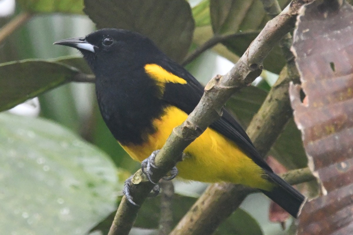 Black-cowled Oriole - ML643364588