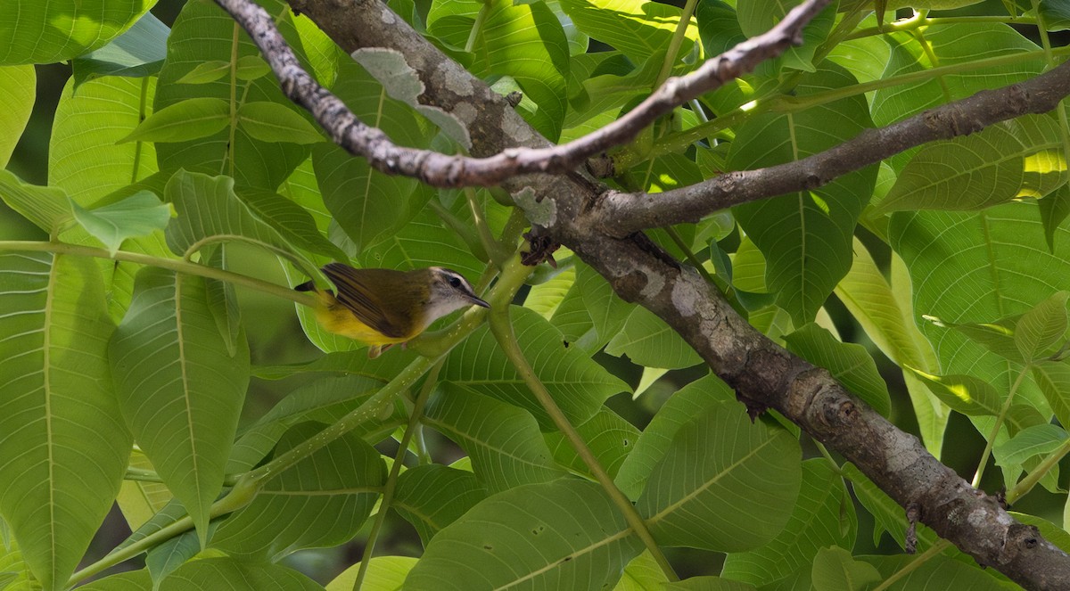 Yellow-bellied Warbler - ML643364590