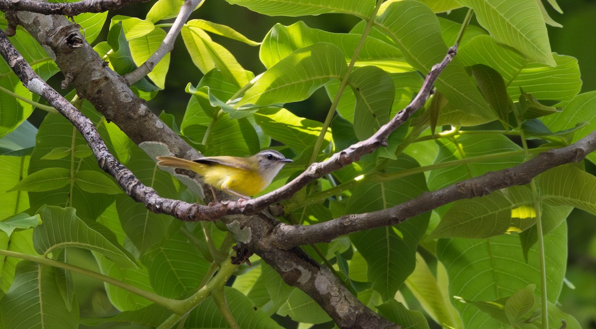 Yellow-bellied Warbler - ML643364591