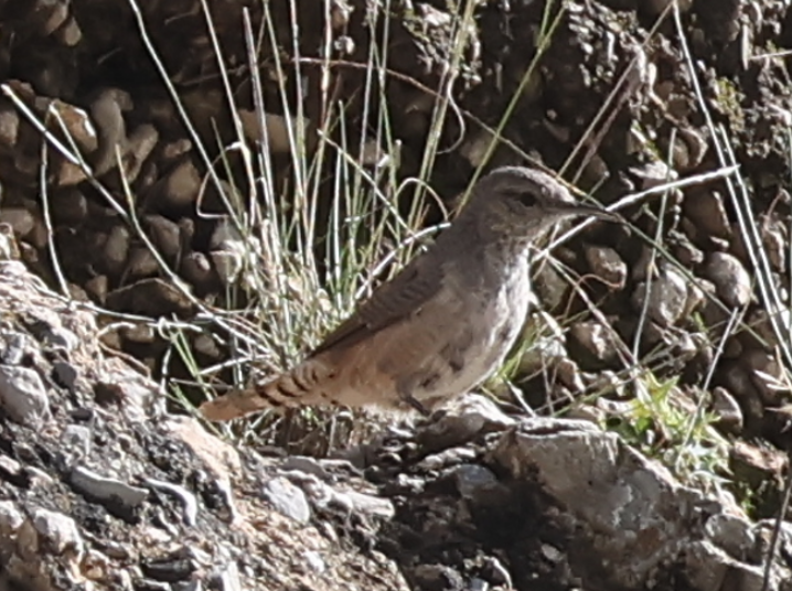 Rock Wren - ML643364597