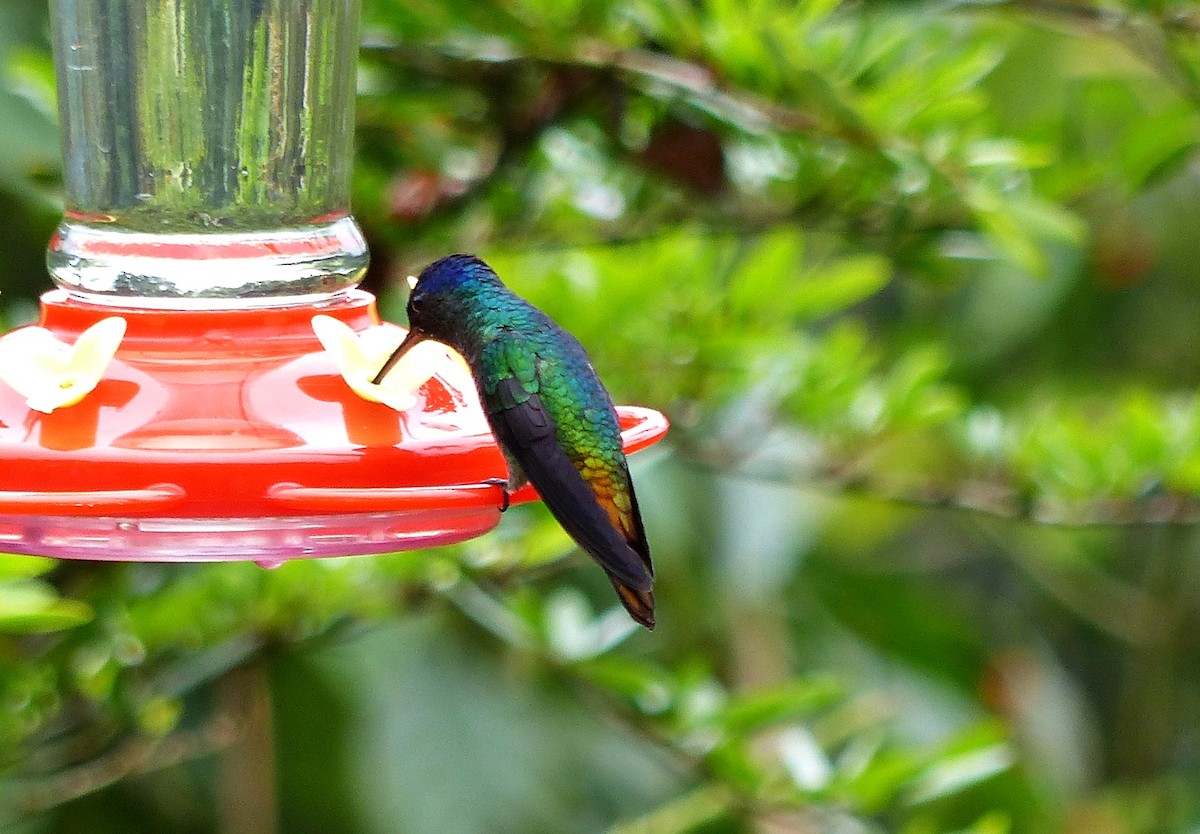 Golden-tailed Sapphire - ML643364599