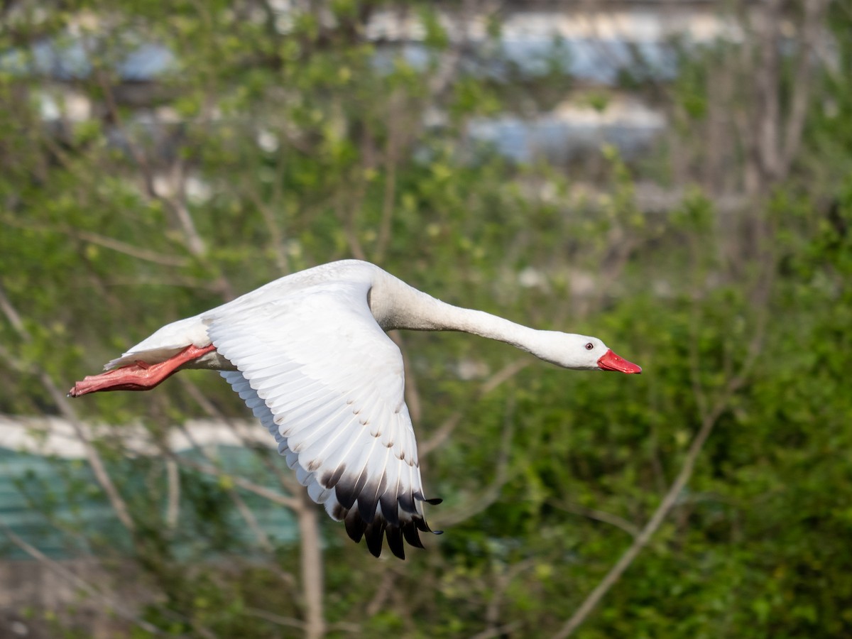 Coscoroba Swan - ML643364620