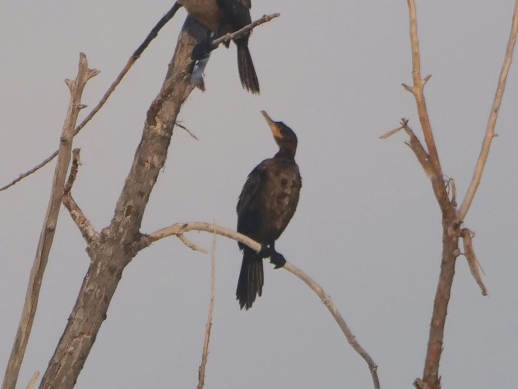 Neotropic Cormorant - ML643364634