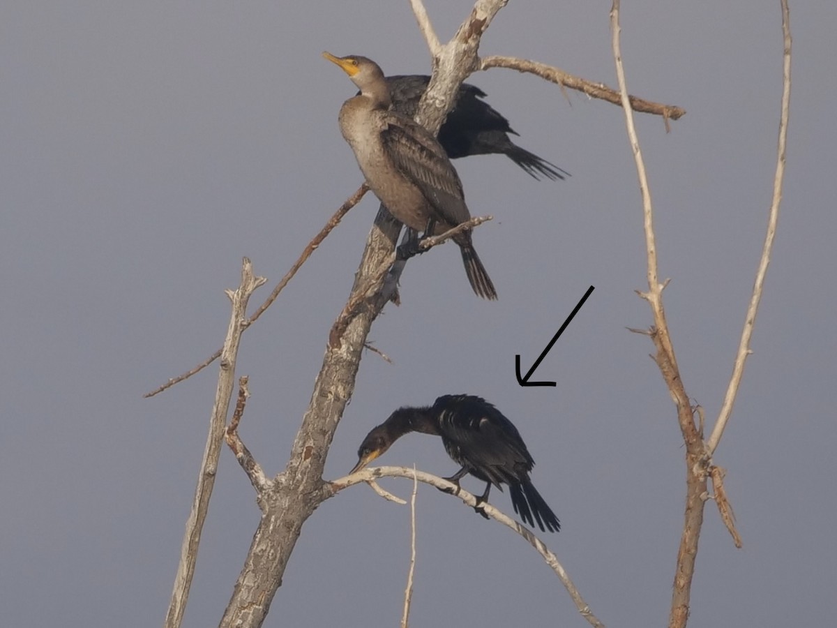 Neotropic Cormorant - ML643364635