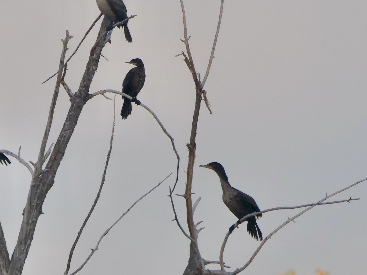 Neotropic Cormorant - ML643364636