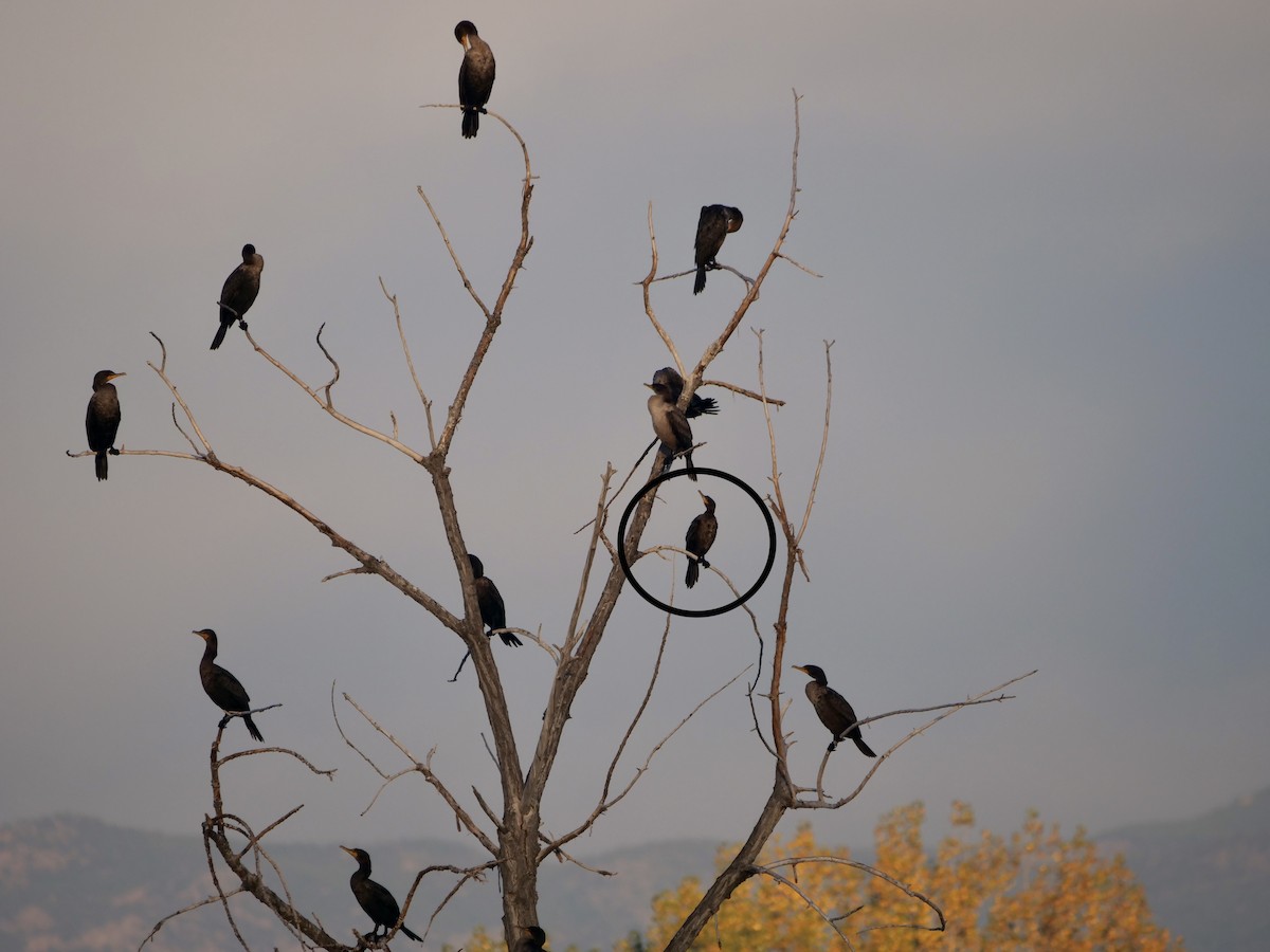 Neotropic Cormorant - ML643364637